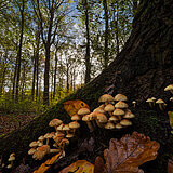 Mushrooms